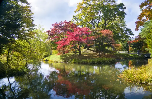 Maple Leaf Viewing in Sapporo