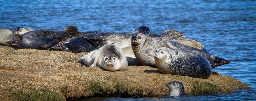 Long Island Whale and Seal Watching
