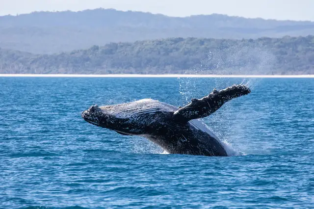 Whale Watching At Sea in Gold Coast