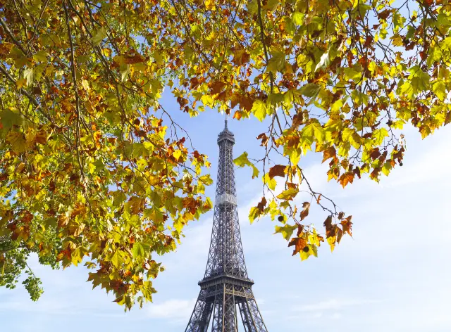 巴黎賞梧桐樹
