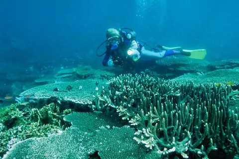 Scuba Diving in Bohol Island