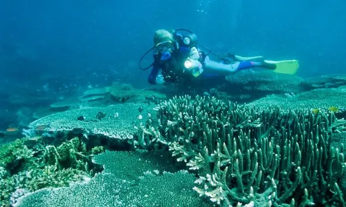 Scuba Diving in Bohol Island