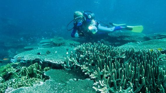 Scuba Diving in Bohol Island
