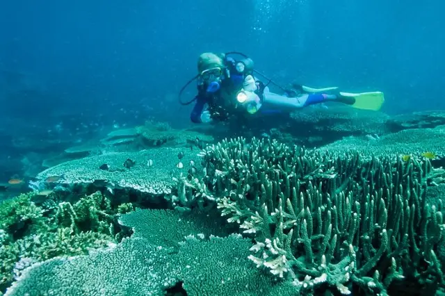 Scuba Diving in Bohol Island