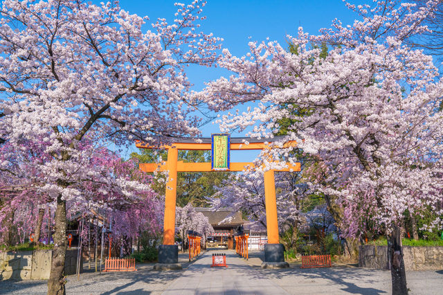 平野神社櫻花祭 | 京都