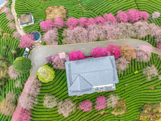 Cherry Blossom Viewing in Fujian