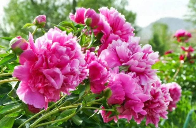 和林格爾第十六屆芍葯文化旅遊節 | 和林格爾