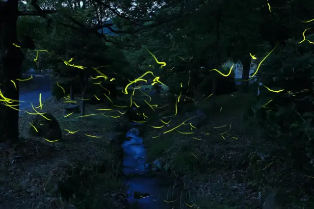 Firefly Viewing in Fukuoka Prefecture
