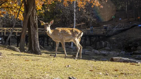 Jinshan Deer Park attraction in Heilongjiang
