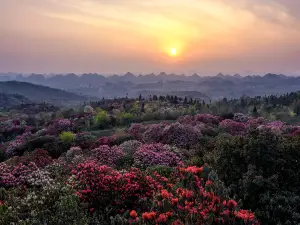 百里杜鵑普底景區