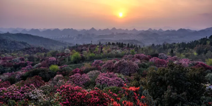 百里杜鵑普底景區