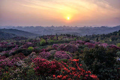 Baili Rhododendron·Pudi Scenic Area