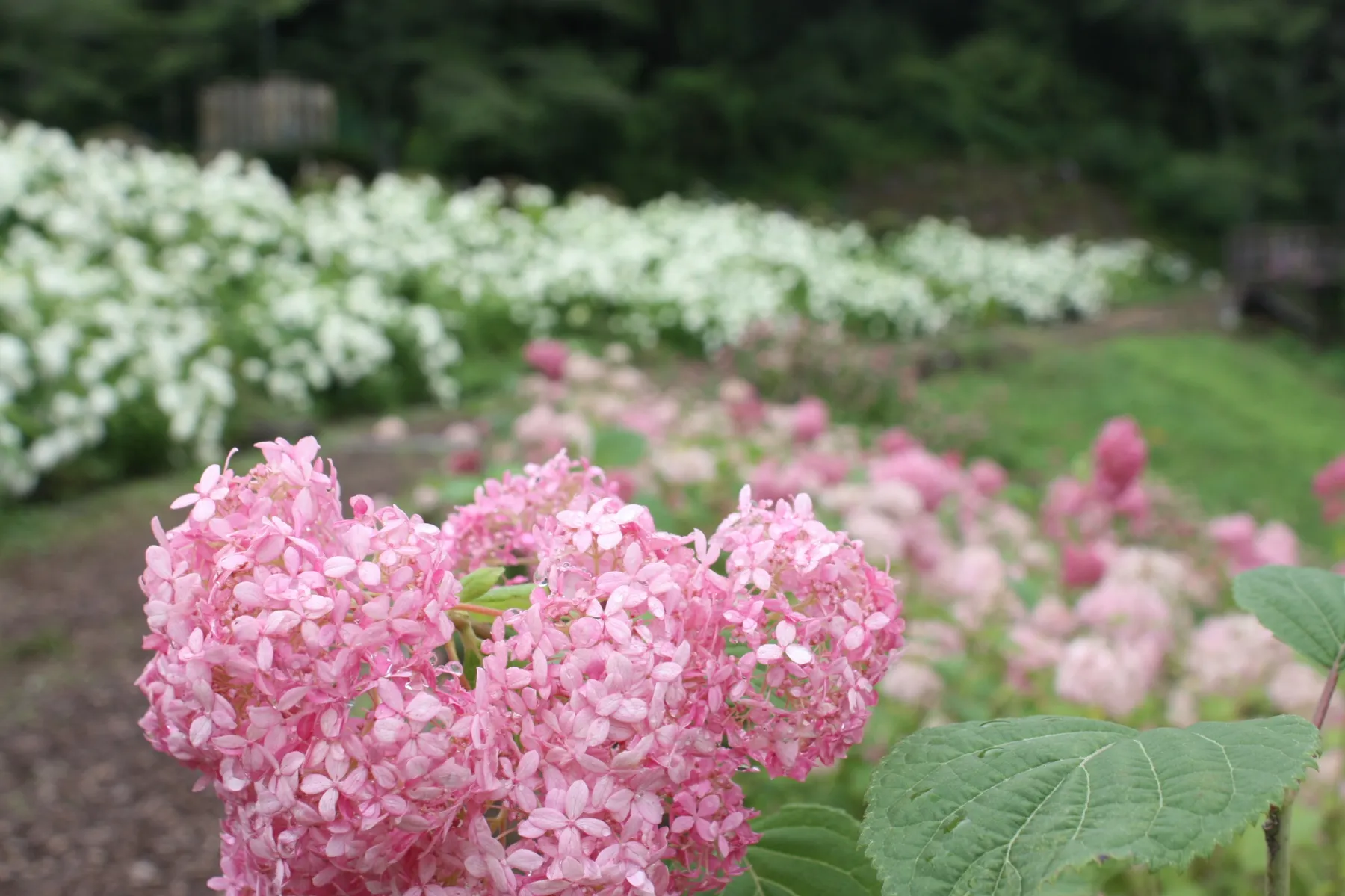 Akigawa Valley Hydrangea Festival | Akiruno