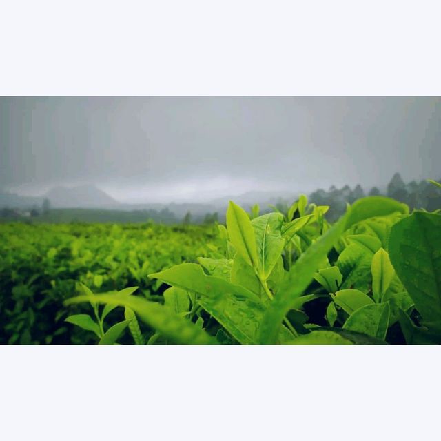 Ciater Tea Garden
