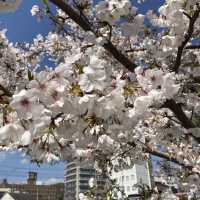 Cherry blossoms in Onomichi ~