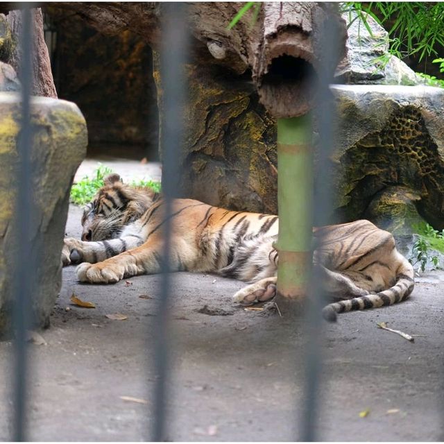 Surabaya's Zoo