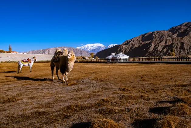 Feronia Hotels in Tashkurgan