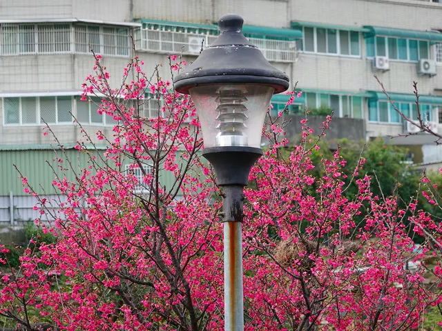 【櫻花季】粉紅大爆發,新北13處賞櫻勝地推薦打卡熱點一次看