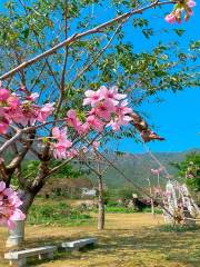 茶山櫻花谷