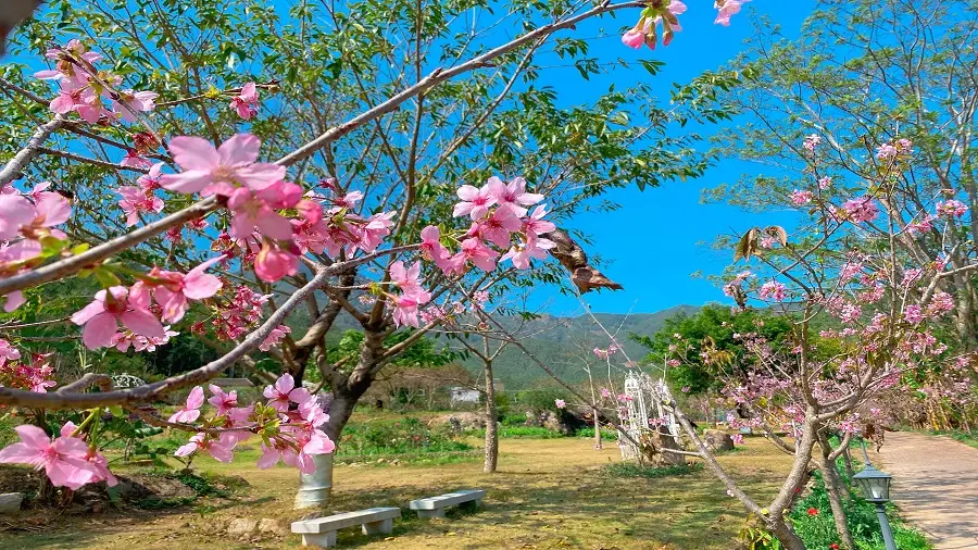 茶山櫻花谷