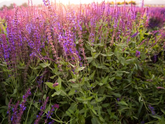 Provence Lavender Estates