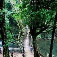 Living Root Bridge