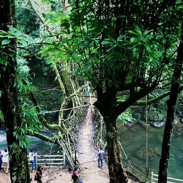 Living Root Bridge