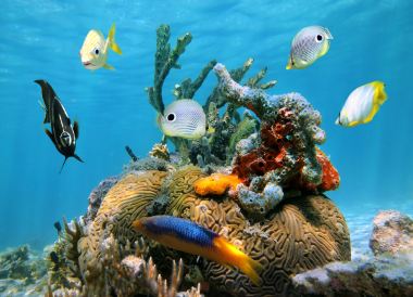 Cozumel