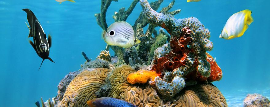 Cozumel