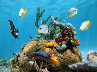 Cozumel