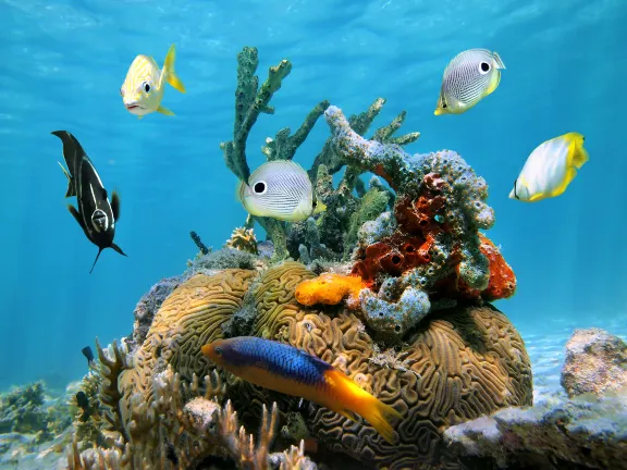Pet Friendly Hotels in Chetumal