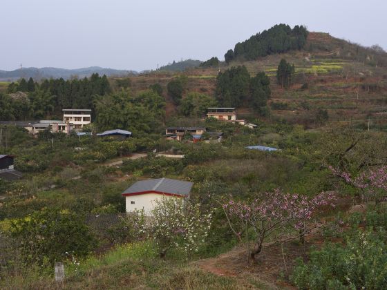 Songlin Peach Blossom