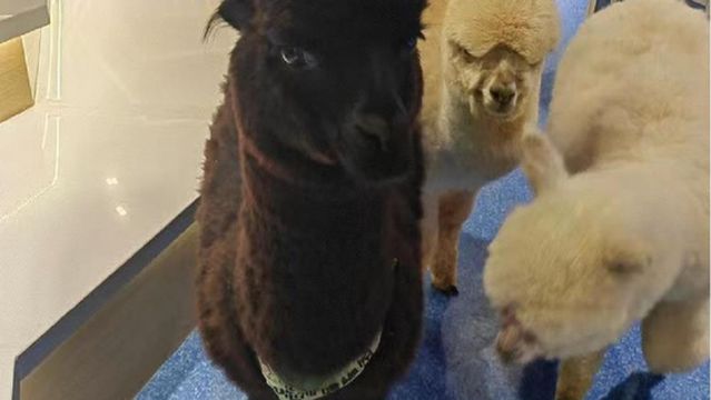 Mythical Beast Alpaca Theme Pavilion (Hongyang Plaza Branch)