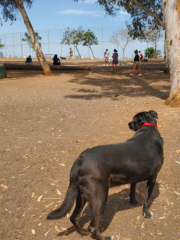 Grape Street Dog Park