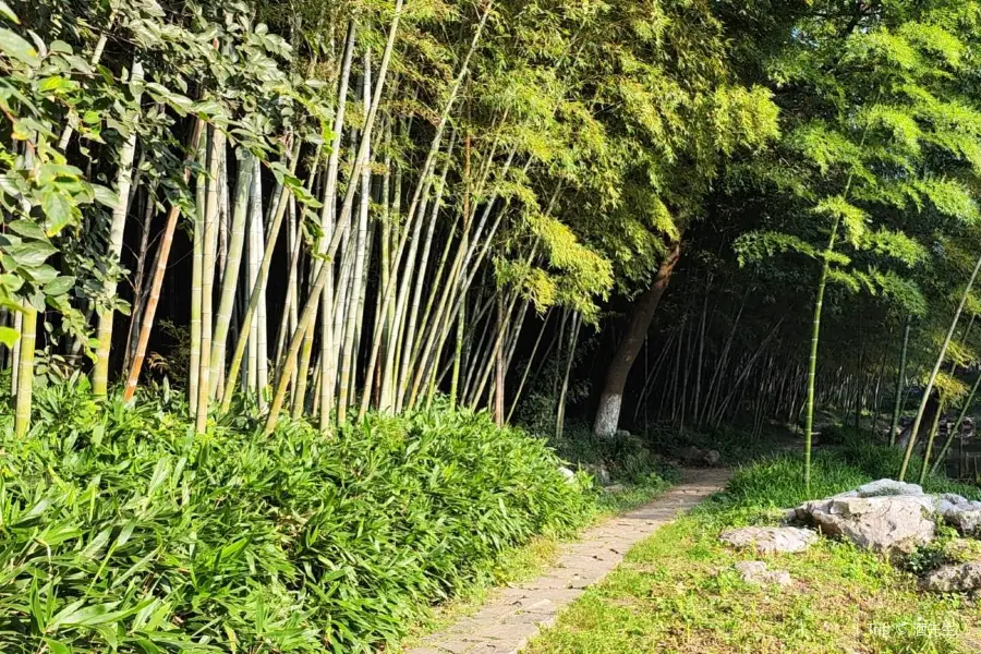 Bamboo Forest