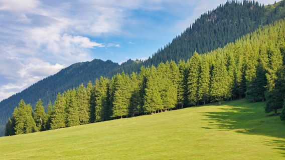 Gongnaisi Forest Farm