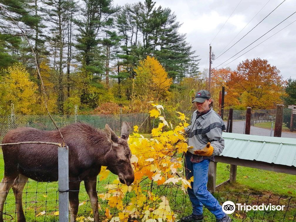 Maine Wildlife Park