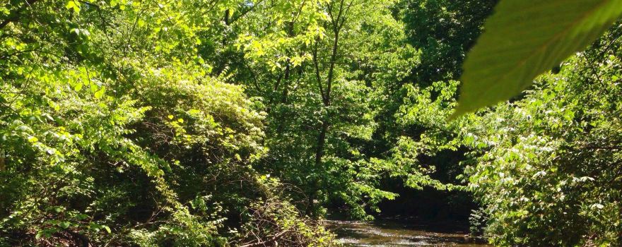 Waterfall Glen