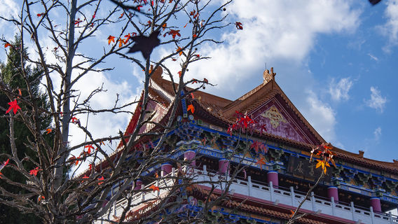 Maple Leaf Viewing in Dali