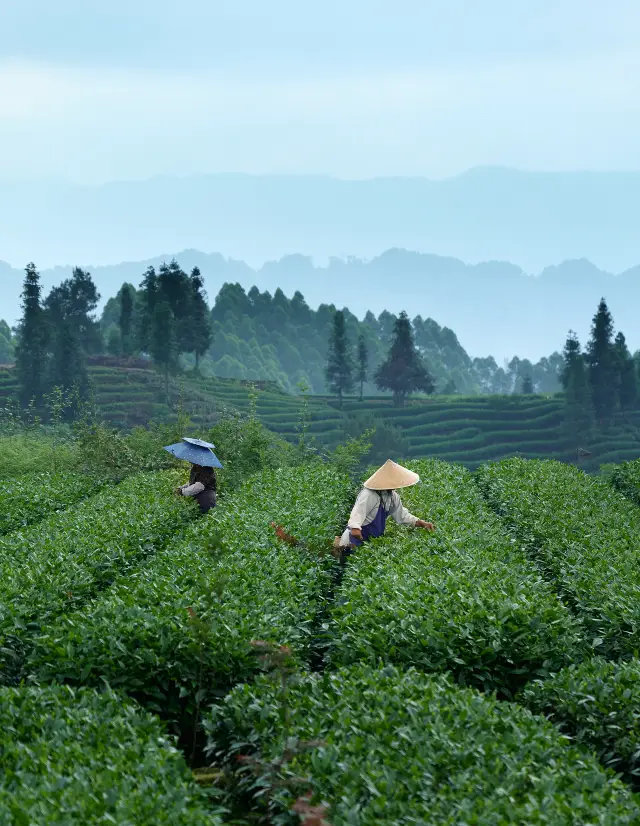 Tea Picking in Ya'an