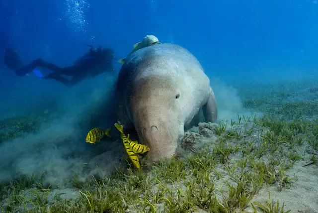 Scuba Diving in Palawan