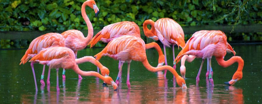 Chester Zoo