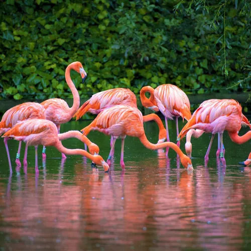 Chester Zoo