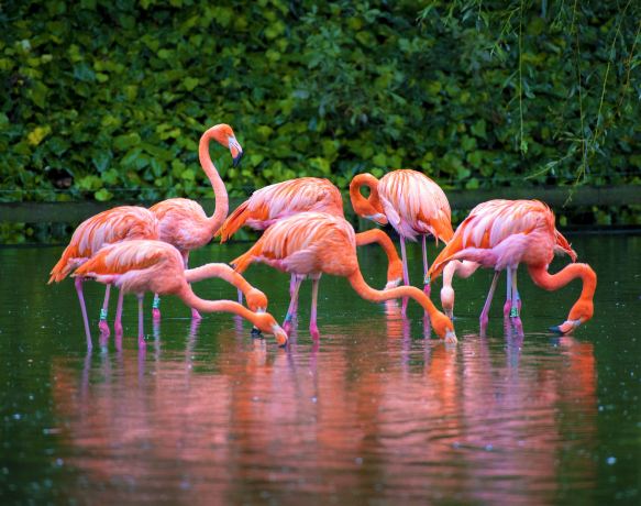 Chester Zoo