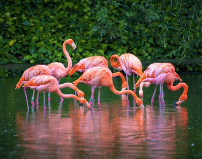 zoo di Chester