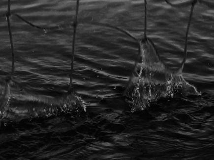 Techno-Ecologies and Bodies of Memory: the Environment as Battleground