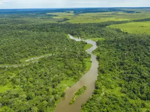 Congo Rainforest