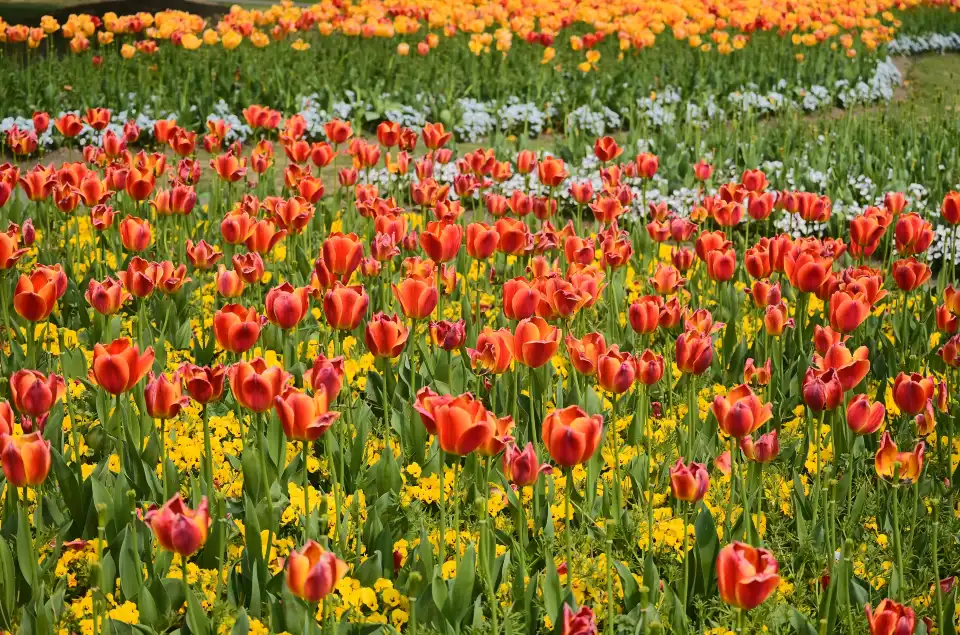 5_Chenshan Botanical Garden