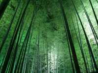 高台寺で優雅な竹林を満喫