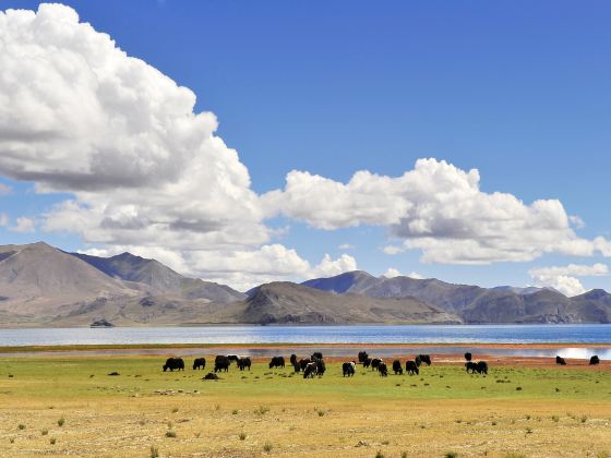 Bayanbulak National Level Wild Animals Type Nature Reserve